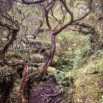 top hikes on terceira